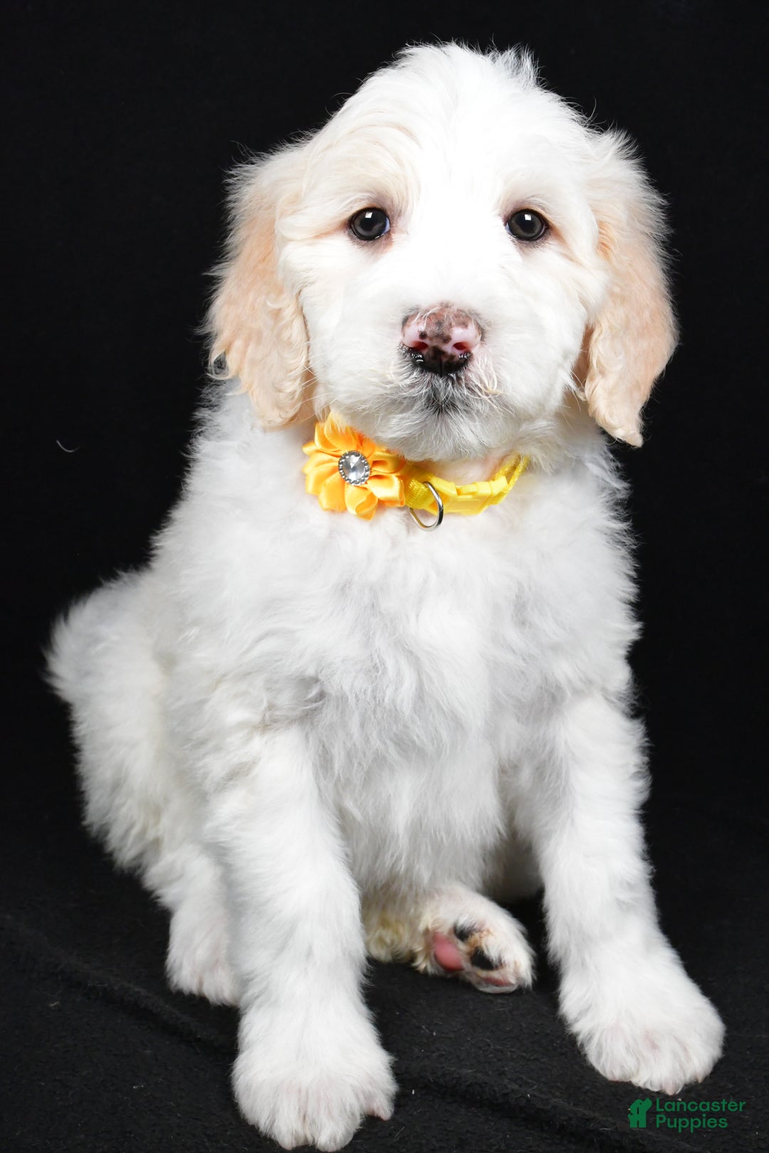 Sheepadoodle dogs for sale: Monica - Ad 6