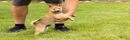 Shiba Inu dogs for sale: Jasper  - Ad 3