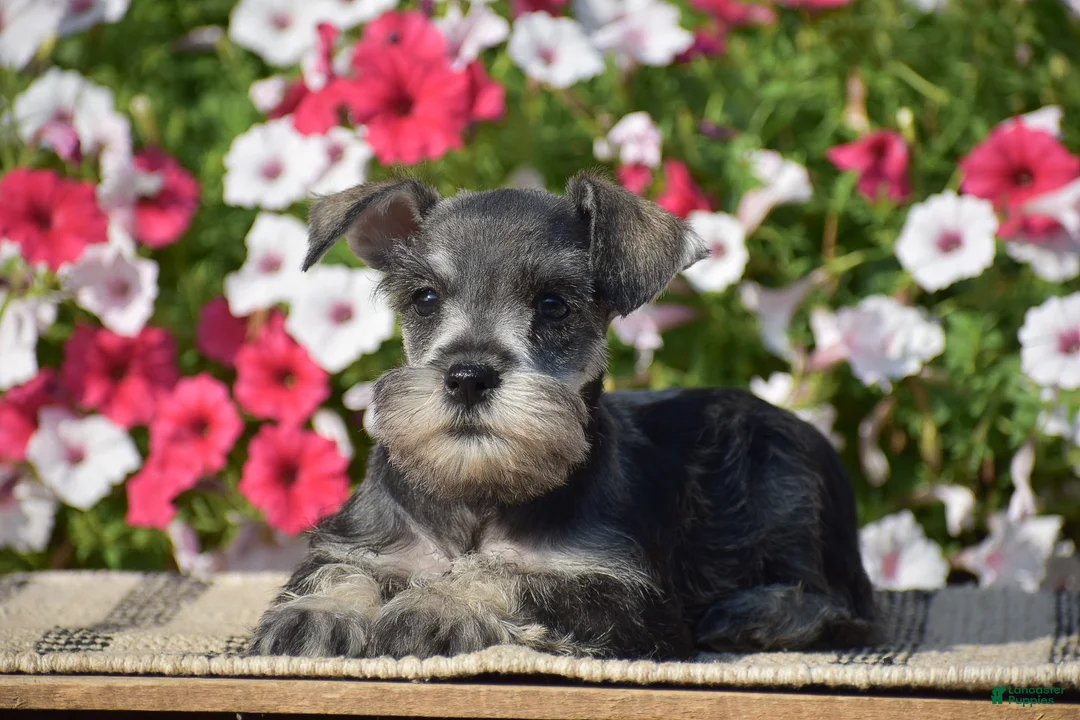 Miniature Schnauzer dogs for sale: Annie - Mini - Ad 2