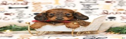 Miniature Dachshund dogs for sale: Ike - Ad 1