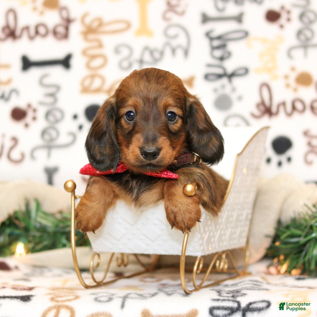 Miniature Dachshund dogs for sale: Ike - Ad 1
