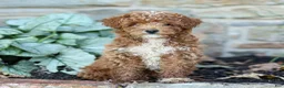 Miniature Poodle dogs for sale: Kenny - Ad 5