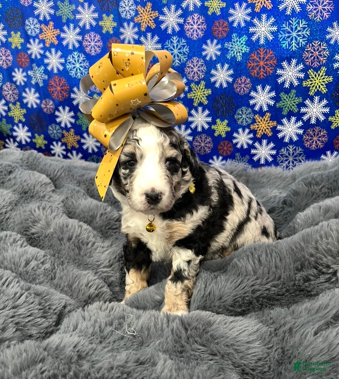 Bernedoodle dogs Raya - Ad 11