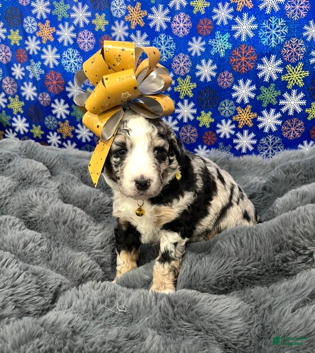 Bernedoodle dogs for sale: Raya - Ad 1