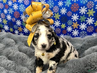 Bernedoodle dogs Raya - Ad 1