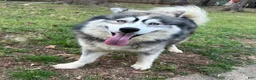 Siberian Husky dogs for sale: RISA - Ad 32