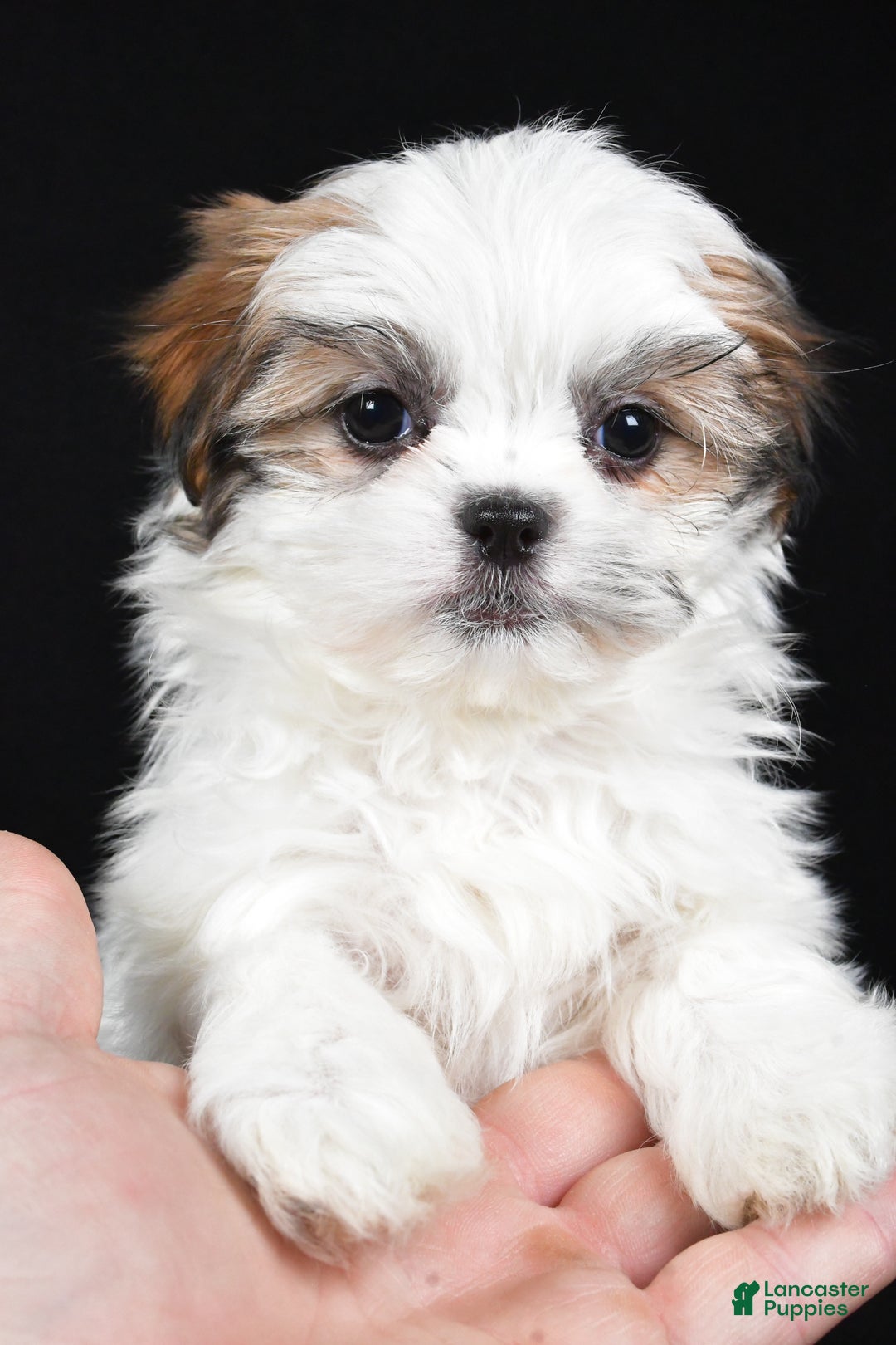 Malshi dogs for sale: Kathy - Ad 10