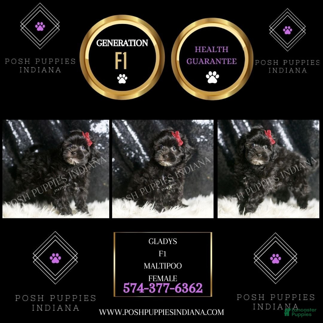 Maltipoo dogs for sale: Gladys - Ad 2