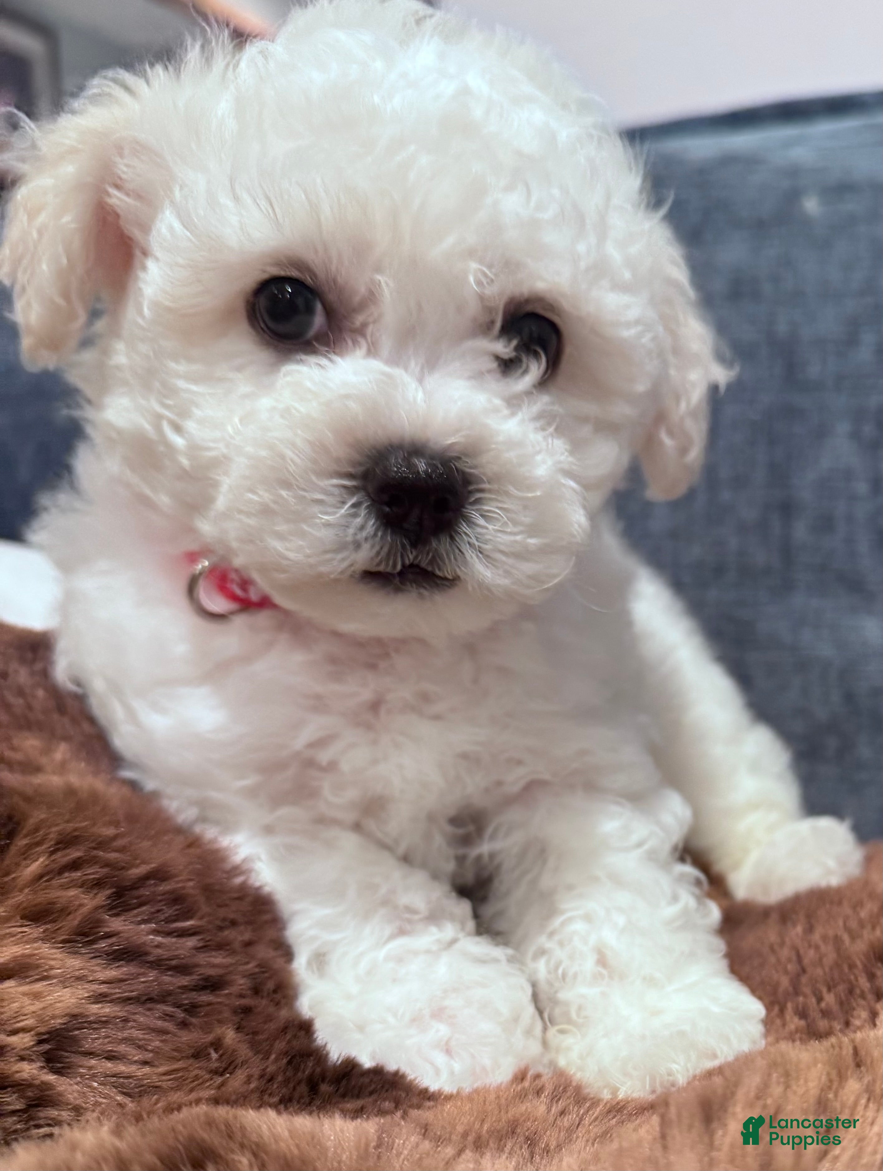 Bichon Frise (Bichon Frise, Male) in Warren, MA
