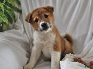 Mixed Breed dogs - Ad 19