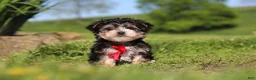 Morkie dogs for sale: Bennet - Ad 8