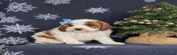 Cavapoo dogs for sale: Ariana Hypoallergenic - Ad 2