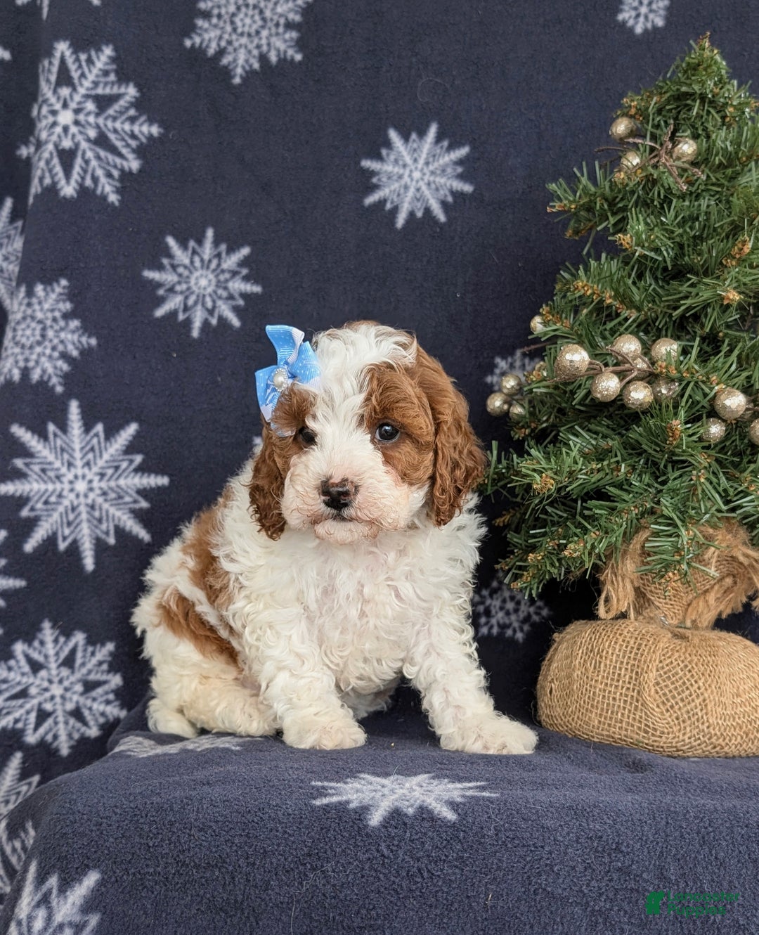 Cavapoo dogs for sale: Ariana Hypoallergenic - Ad 2