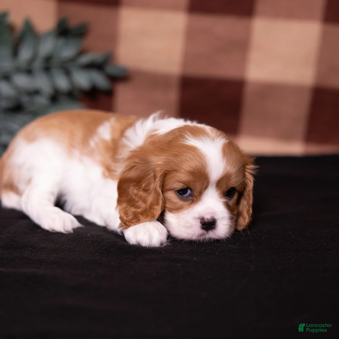 Cavalier King Charles Spaniel dogs for sale: Polly - Ad 4
