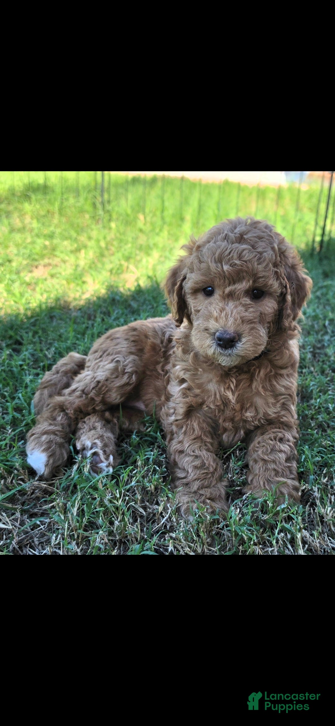 Mini Goldendoodle dogs for sale: Donna (27 - 33 pounds full grown) - Ad 1