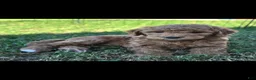 Mini Goldendoodle dogs for sale: Donna (27 - 33 pounds full grown) - Ad 1