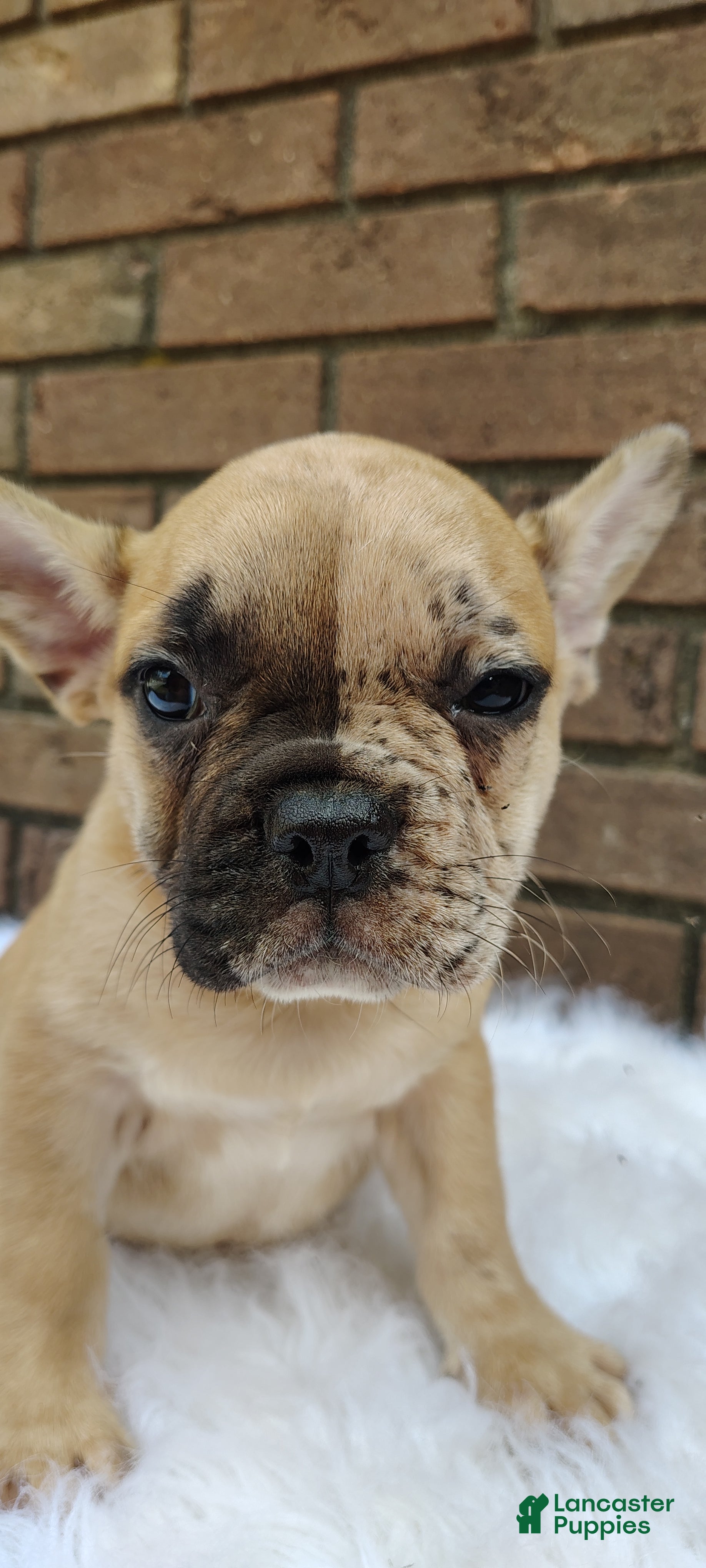 French Bulldog dogs Rex - Ad 2
