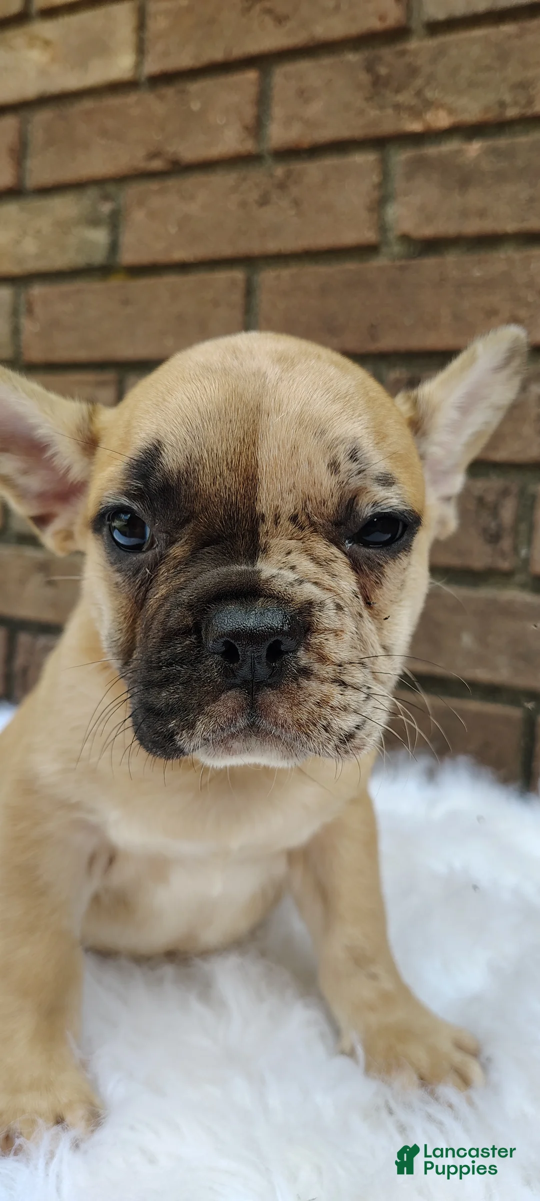 French Bulldog dogs for sale: Rex - Ad 2