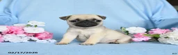 Pug dogs for sale: Babes - Ad 2