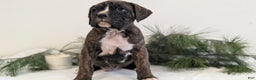 Boxer dogs for sale: Finn - Ad 6