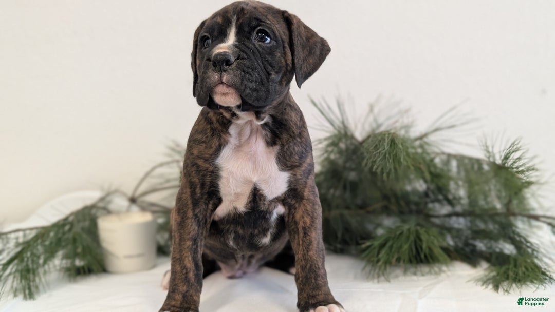 Boxer dogs for sale: Finn - Ad 6