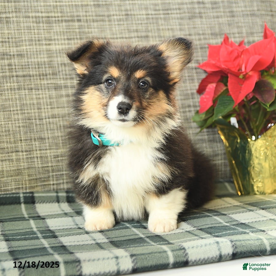 Welsh Corgi Pembroke dogs Fluffy Laffy Taffy - Ad 26