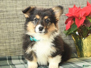 Welsh Corgi Pembroke dogs Fluffy Laffy Taffy - Ad 19