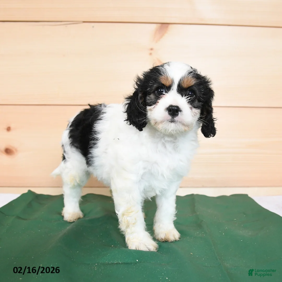 Cavapoo dogs for sale: Harmony - Ad 3