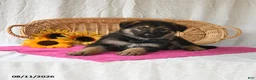 German Shepherd dogs for sale: Trixi  - Ad 5