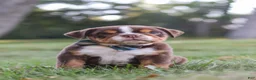 Beabull dogs for sale: Rocket - Ad 11