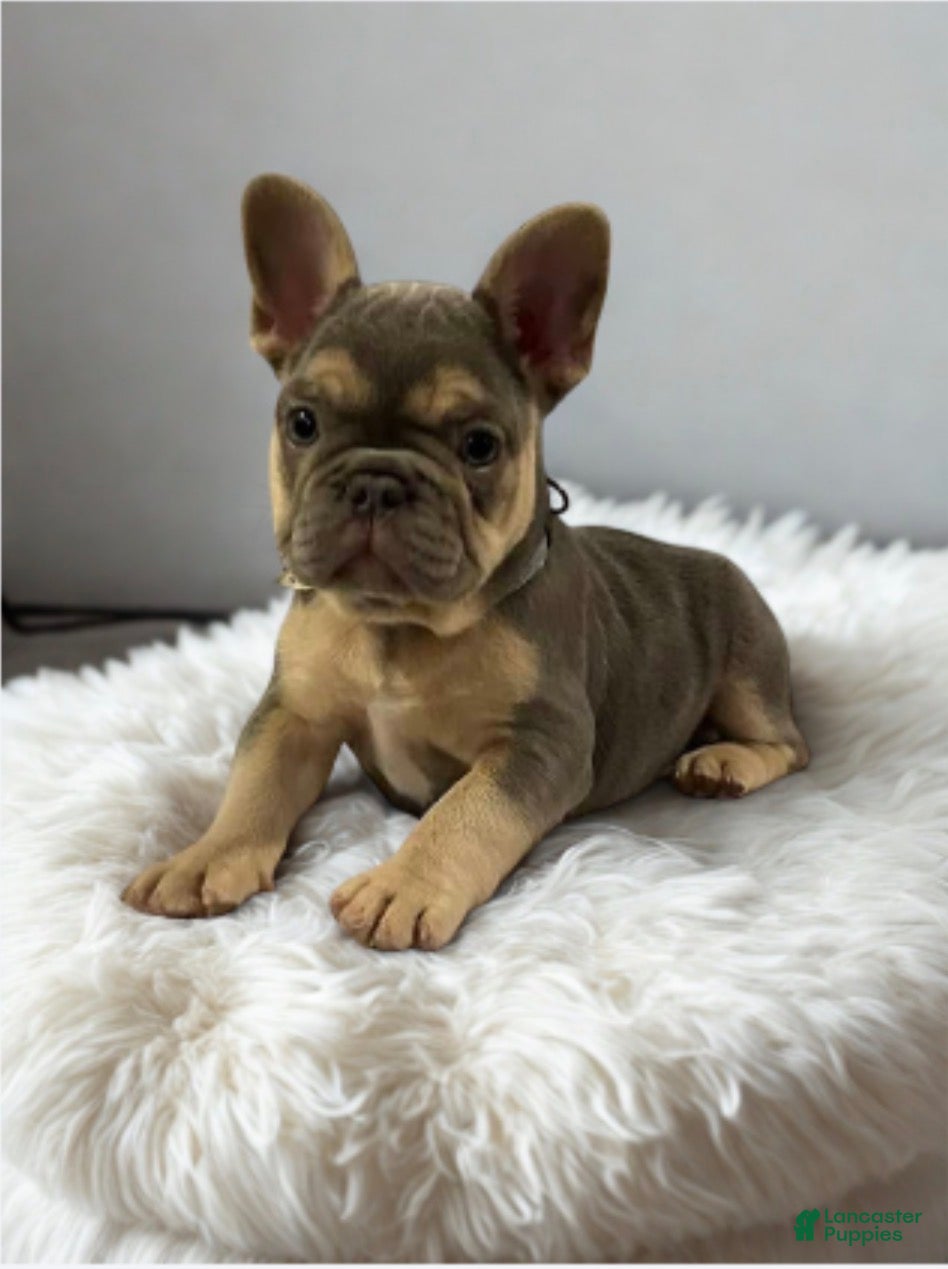 French Bulldog dogs *Dior* FLUFFY CARRIER - Ad 1