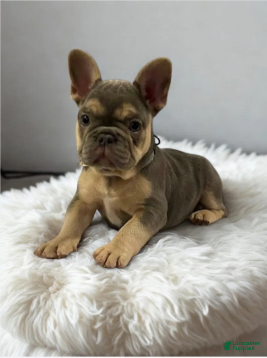 French Bulldog dogs for sale: *Dior* FLUFFY CARRIER - Ad 1