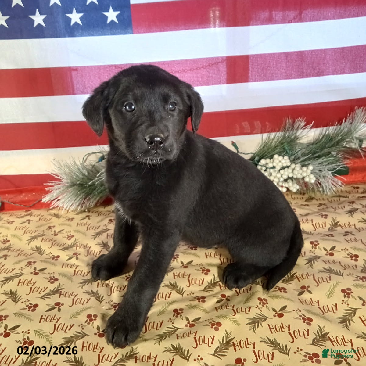 Mixed Breed dogs Brenda - Ad 2