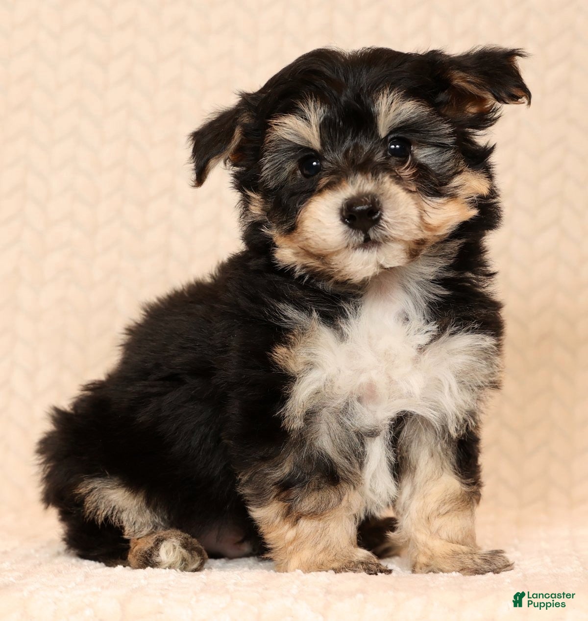 Yochon dogs Teddy - Ad 28