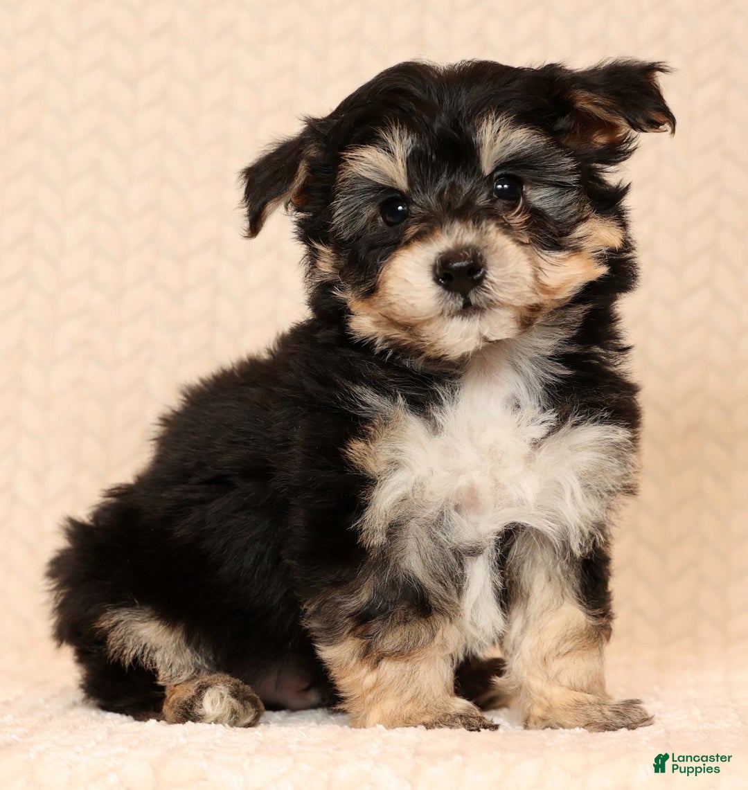 Yochon dogs for sale: Teddy - Ad 1