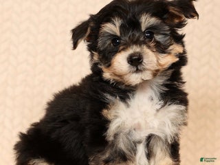 Yochon dogs Teddy - Ad 9