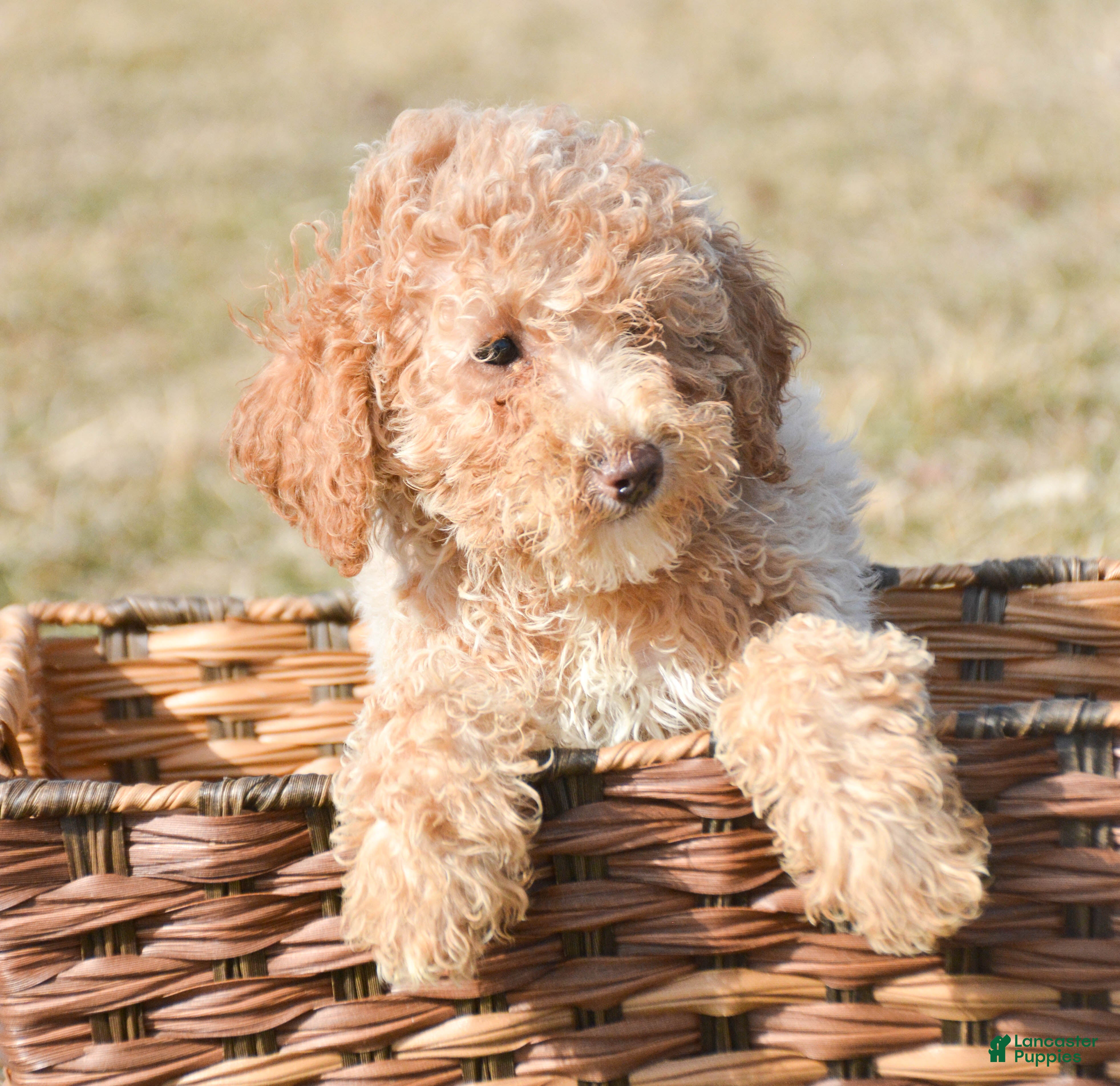 Miniature Poodle dogs for sale: Miniature Poodle Puppy 5 Portia - Ad 4