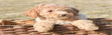 Miniature Poodle Puppy 5 Portia