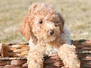 Miniature Poodle dogs for sale: Miniature Poodle Puppy 5 Portia - Ad 4