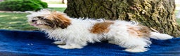 Shih Tzu dogs for sale: Jude - Ad 22