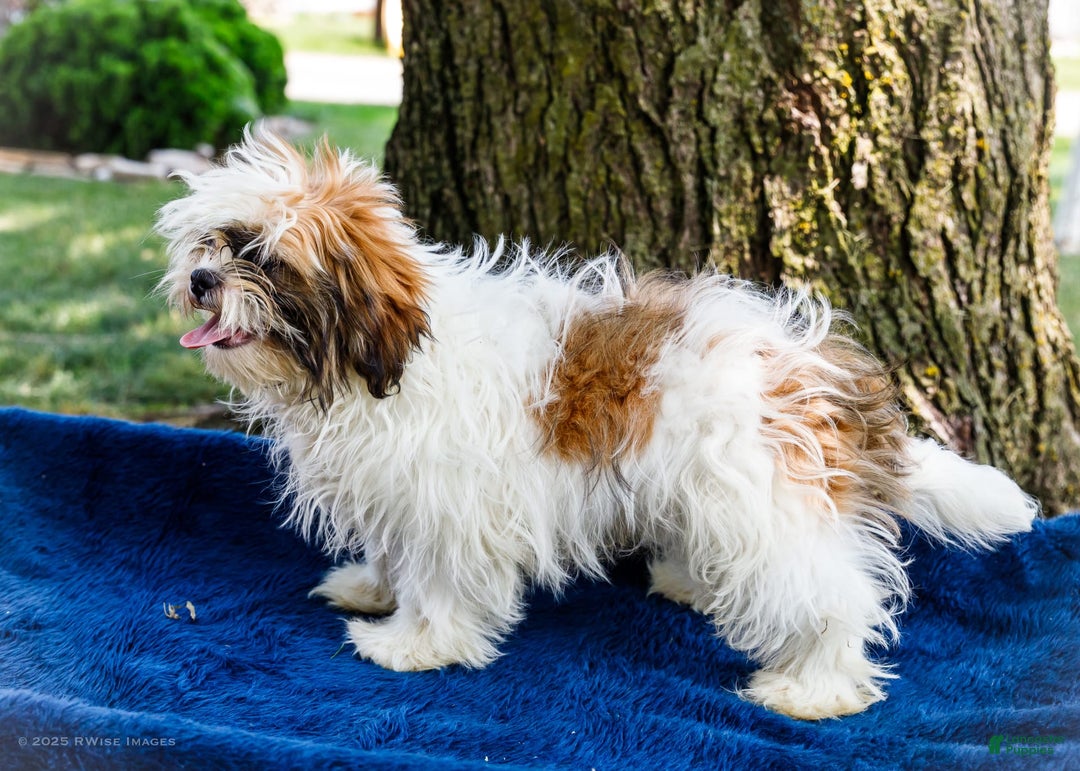 Shih Tzu dogs for sale: Jude - Ad 22