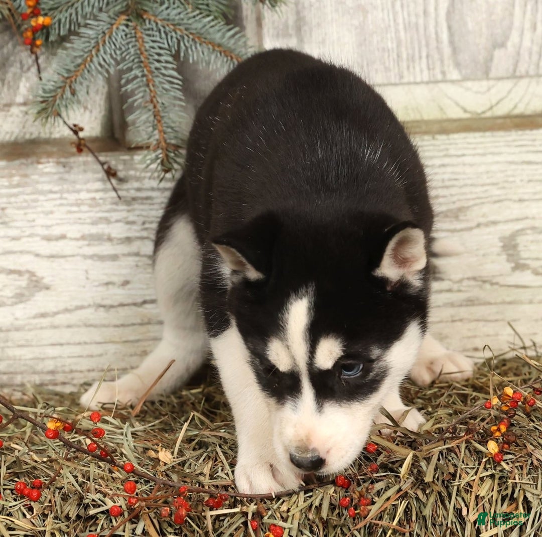 Siberian Husky dogs for sale: Noel - Ad 5