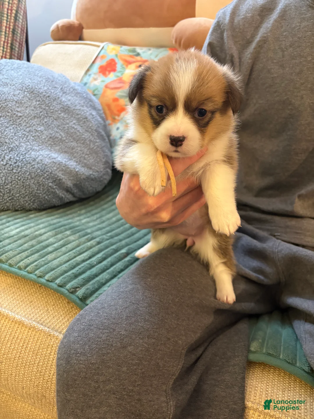 Welsh Corgi Pembroke dogs for sale: Welsh Corgi Pembroke Puppy 5 - Ad 1