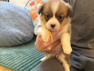 Welsh Corgi Pembroke dogs Welsh Corgi Pembroke Puppy 5 - Ad 37