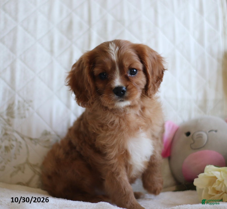 Cavalier King Charles Spaniel dogs for sale: Otis - Ad 1