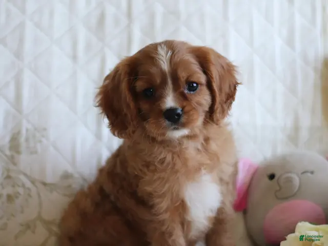 Cavalier King Charles Spaniel dogs for sale: Otis - Ad 1