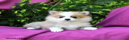 Pomeranian dogs for sale: Jack  - Ad 3