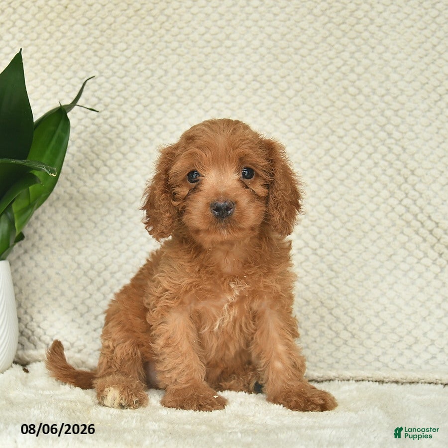 Cavapoo dogs Rocket  - Ad 1