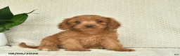 Cavapoo dogs for sale: Rocket  - Ad 1