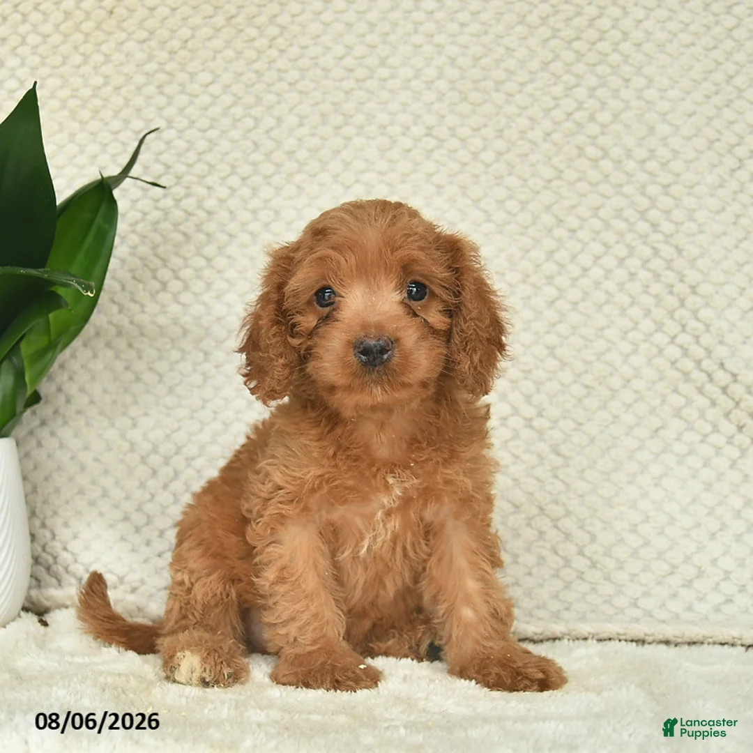 Cavapoo dogs for sale: Rocket  - Ad 1